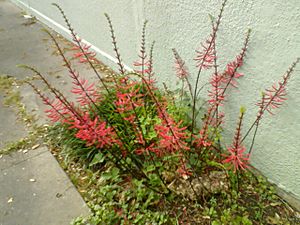 Colorines plant from the Texan Desert