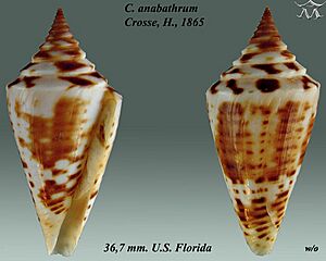 Conus anabathrum 1.jpg