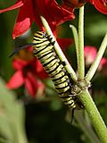 Danaus erippus, larva (caterpillar).jpg