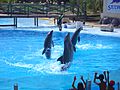 Delfines Selwo Marina