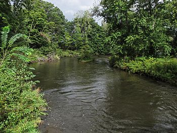 Dowagiac River Pokagon Township Michigan.jpg