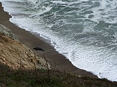 Elephant Seal