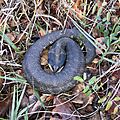 Florida Hognose Snake