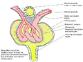 Glomerular Physiology