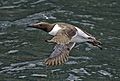 Guillemot (Uria aalge) in flight