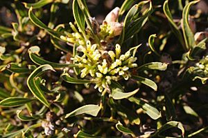 Hakea eneabba.jpg