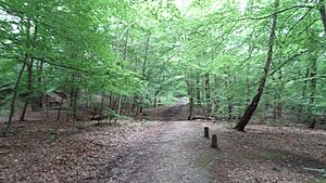 Harrow Weald Common path