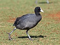 Hawaiian Coot RWD3