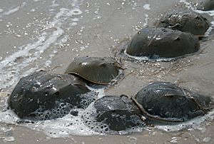 Horseshoe crab mating