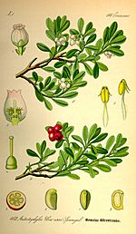 Illustration Arctostaphylos uva-ursi0