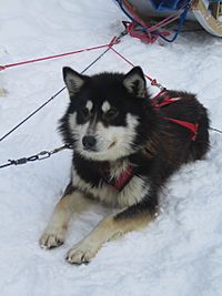 Jielbeaumadier husky attele mttremblant 2006