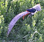 Lady Amherst's Pheasant2