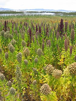 Lanscape with Chenopodium quinoa Cachilaya Bolivia Lake Titicaca