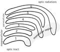 Lateral geniculate nucleus