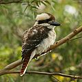 Laughing Kookaburra Juvenile