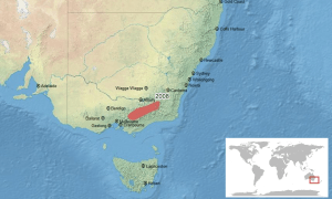 Litoria spenceri map-fr.svg