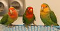 Lovebird Agapornis Roseicollis Hybrid