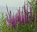 Lythrum salicaria Rhine