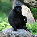 Macaca nigra juvenile (Buffalo Zoo)