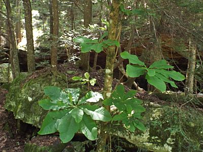 Magnolia macrophylla bigleaf magnolia