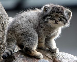 Manul kitten