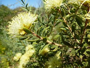 Melaleuca ciliosa (leaves and flowers).JPG