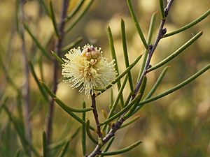 Melaleuca thapsina 01.jpg