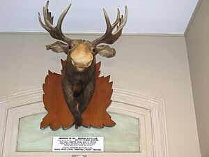 Moose head trophy Orroroo