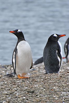 New Haven, Falkland Islands (7875577864).jpg