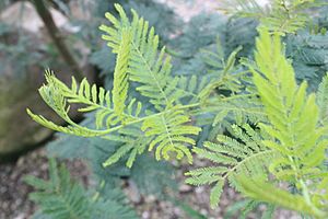 New growth on Acacia dealbata