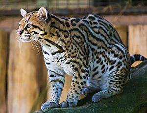 Ocelot (Jaguatirica) Zoo Itatiba.jpg