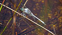 Old Male Orthetrum boumiera 4 (49698321931)