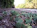 Opuntia humifusa Ottawa IL