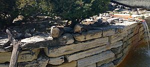 Pair of Lontra canadensis