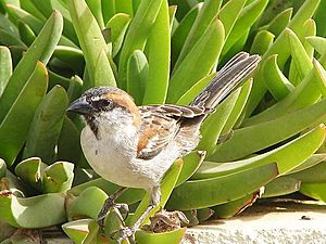 Passer iagoensis male.jpg