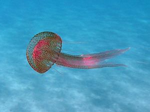 Pelagia noctiluca 2.jpg