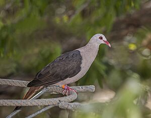 Pink pigeon (Nesoenas mayeri) 1.jpg