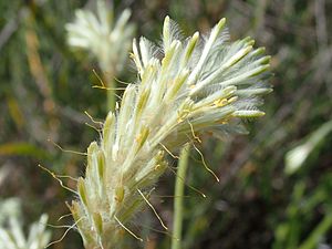 Ptilotus polystachyus PA090213.jpg