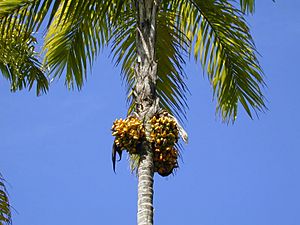 Pupunha (Bactris gasipaes) 2.jpg