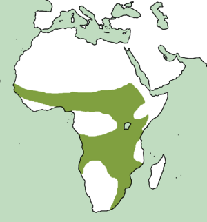 Range of Lissotis melanogaster.png