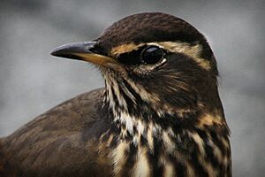 Redwing