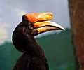 Rhinoceros hornbill national aviary