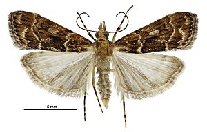 Scoparia s.l. animosa male.jpg