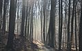 Sentier en forêt de Soignes