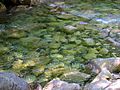 Shannon Falls Provincial Park 06