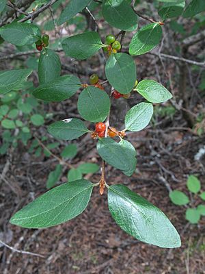 Shepherdia canadensis RF