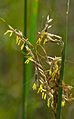 Sorghastrum nutans flowers closeup