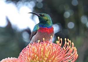 Southern-Double-collared-Sunbird-Protea