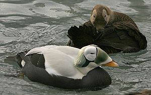 Spectacled Eider pair.jpg