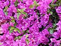 Starr 030418-0058 Bougainvillea spectabilis